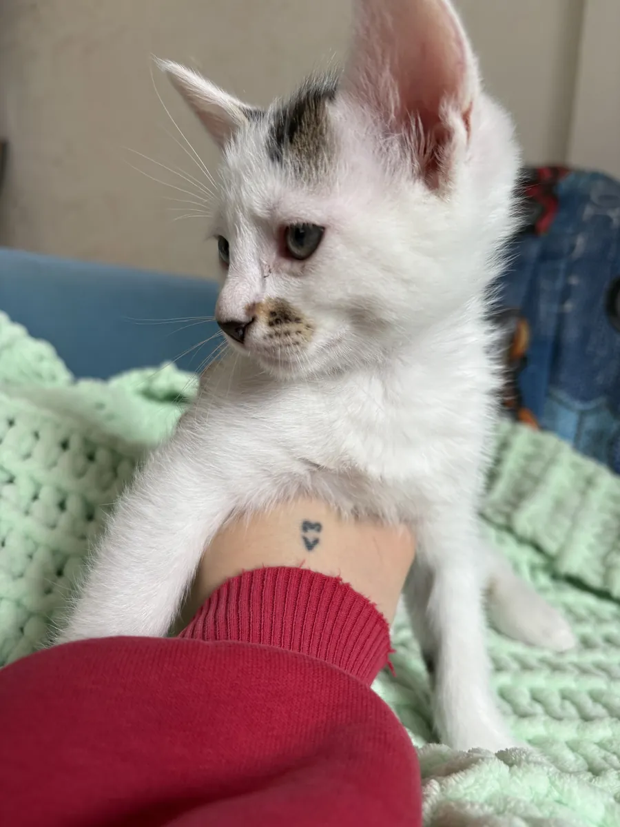 我们正在为我们可爱的小狗寻找一个永远的家！