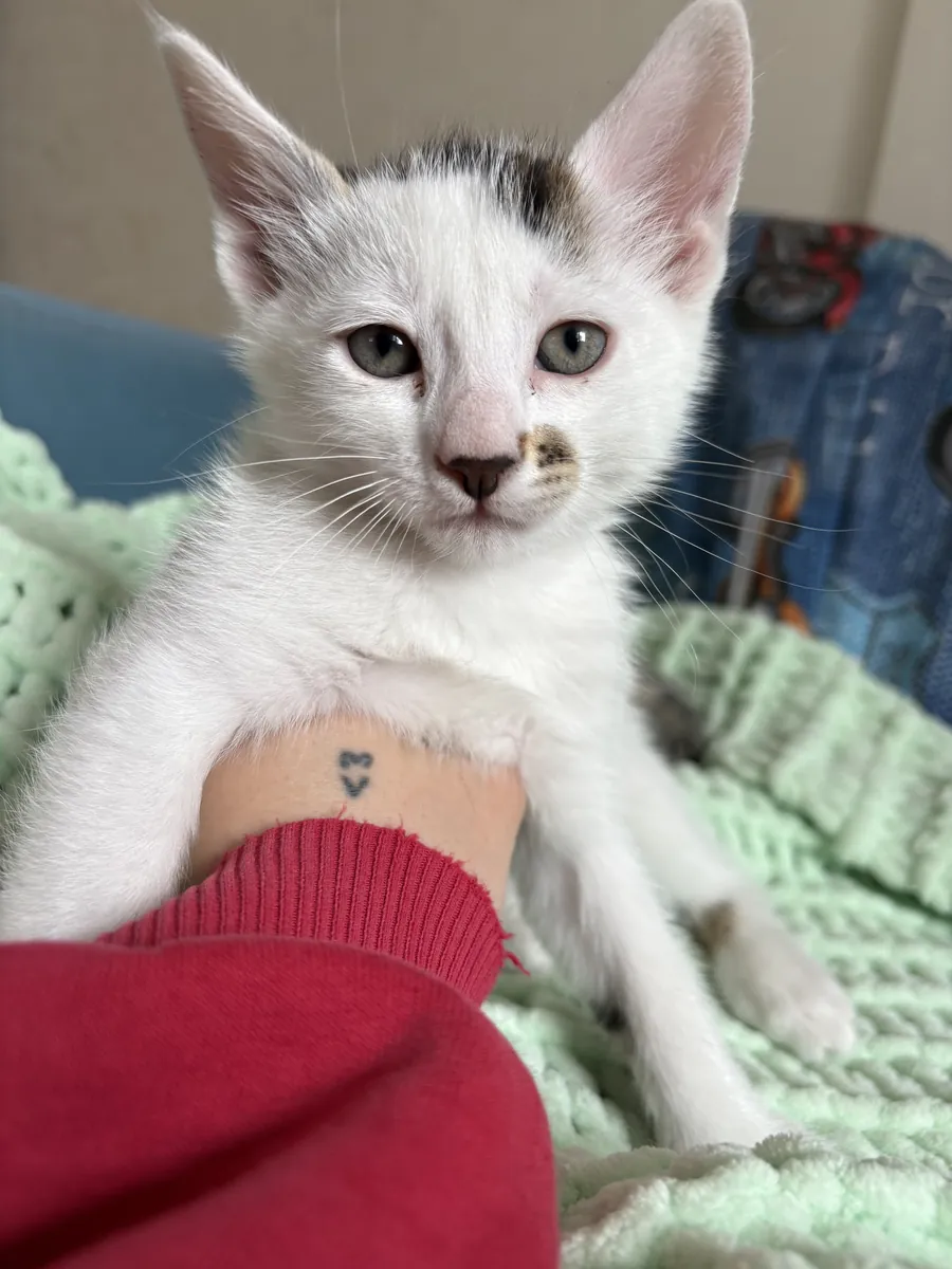 我们正在为我们可爱的小狗寻找一个永远的家！