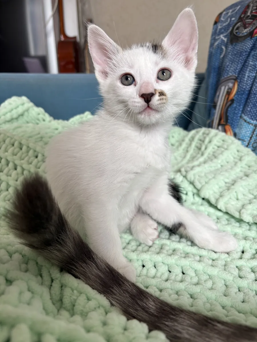 我们正在为我们可爱的小狗寻找一个永远的家！