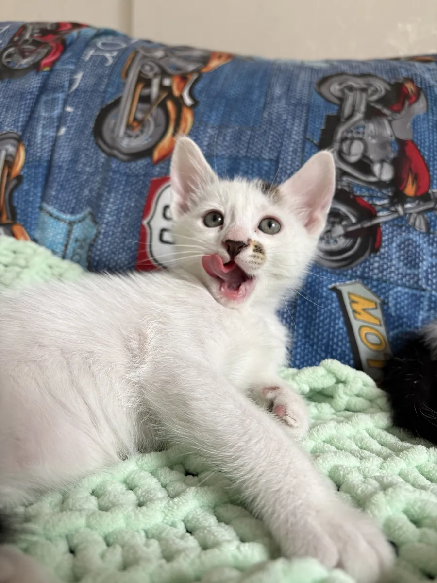 我们正在为我们可爱的小狗寻找一个永远的家！