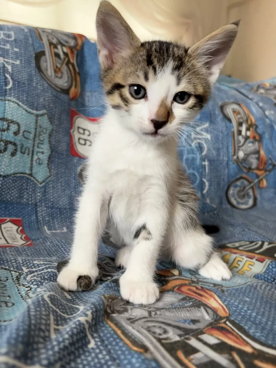 Мы ищем постоянный дом для нашего очаровательного щенка!