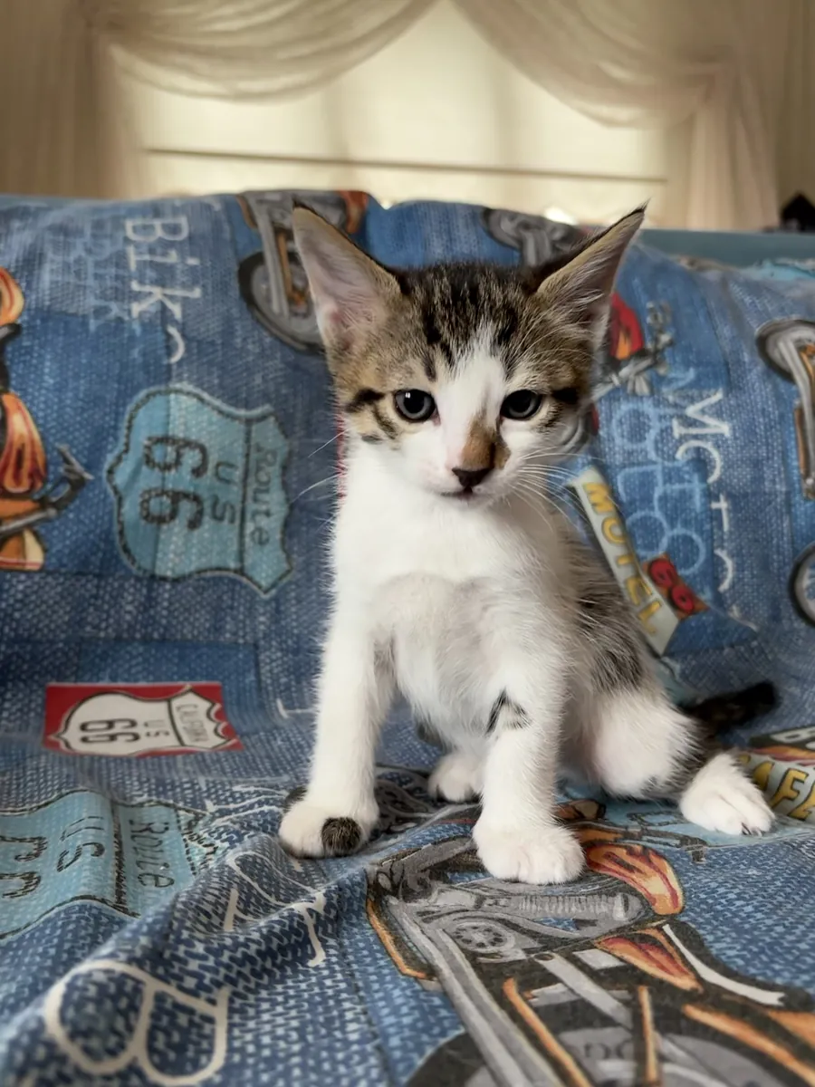 Мы ищем постоянный дом для нашего очаровательного щенка!