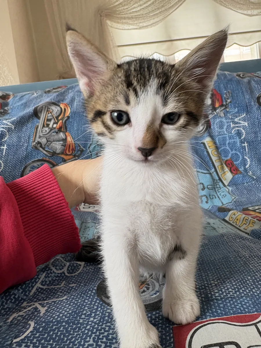 Мы ищем постоянный дом для нашего очаровательного щенка!