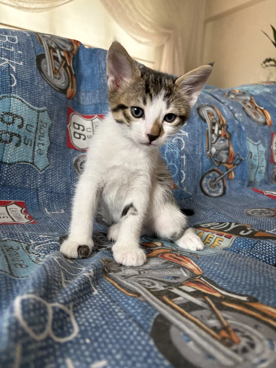 Мы ищем постоянный дом для нашего очаровательного щенка!