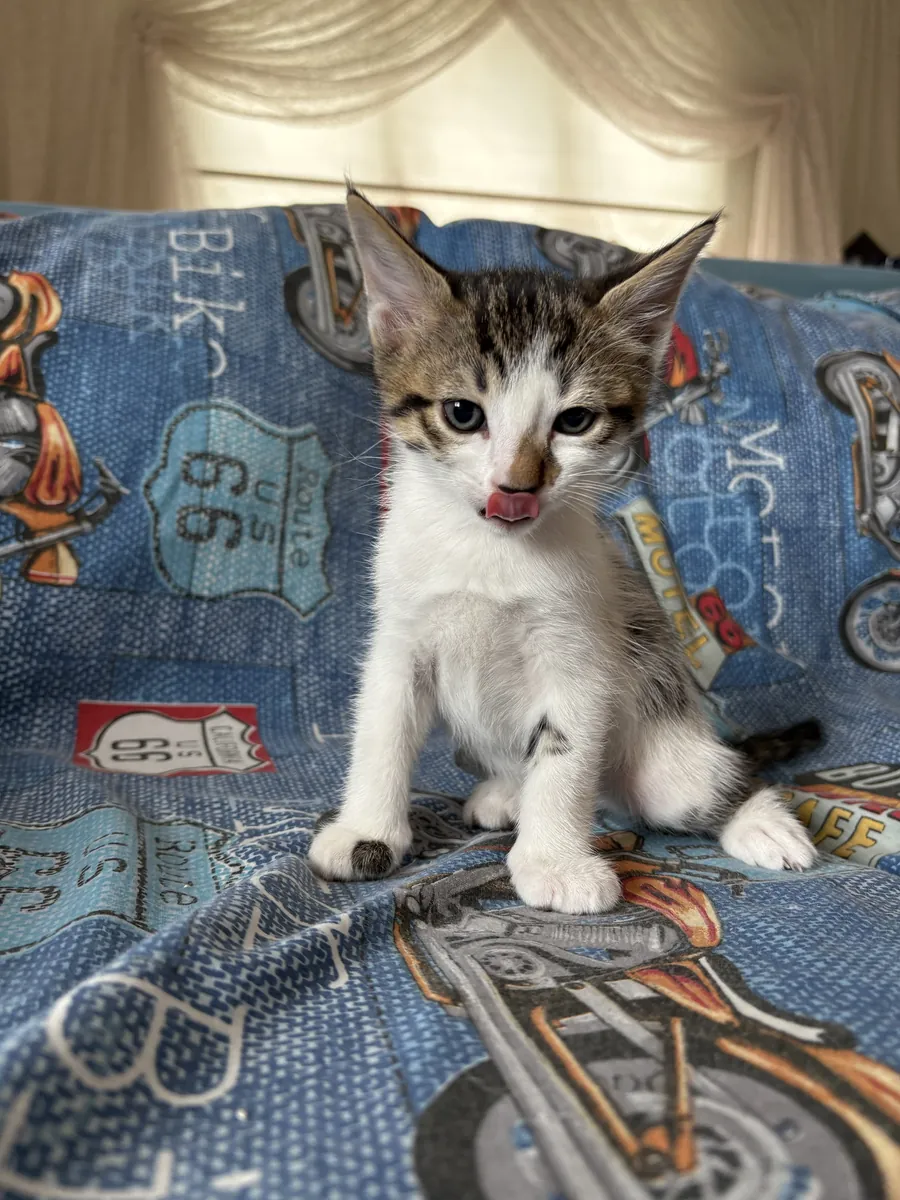 Мы ищем постоянный дом для нашего очаровательного щенка!