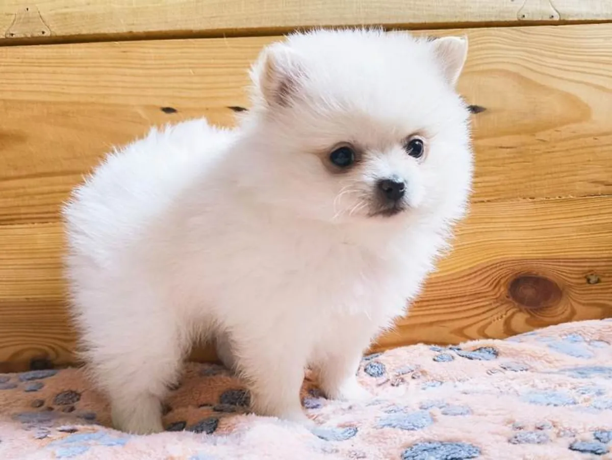 White cream Pomeranian puppies