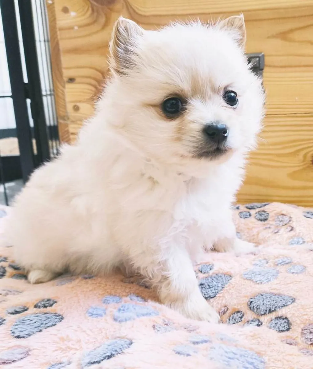 White cream Pomeranian puppies