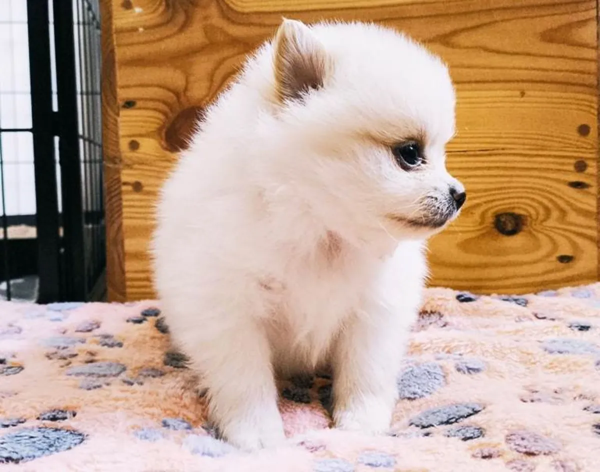White cream Pomeranian puppies