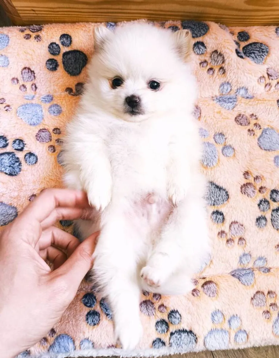 White cream Pomeranian puppies