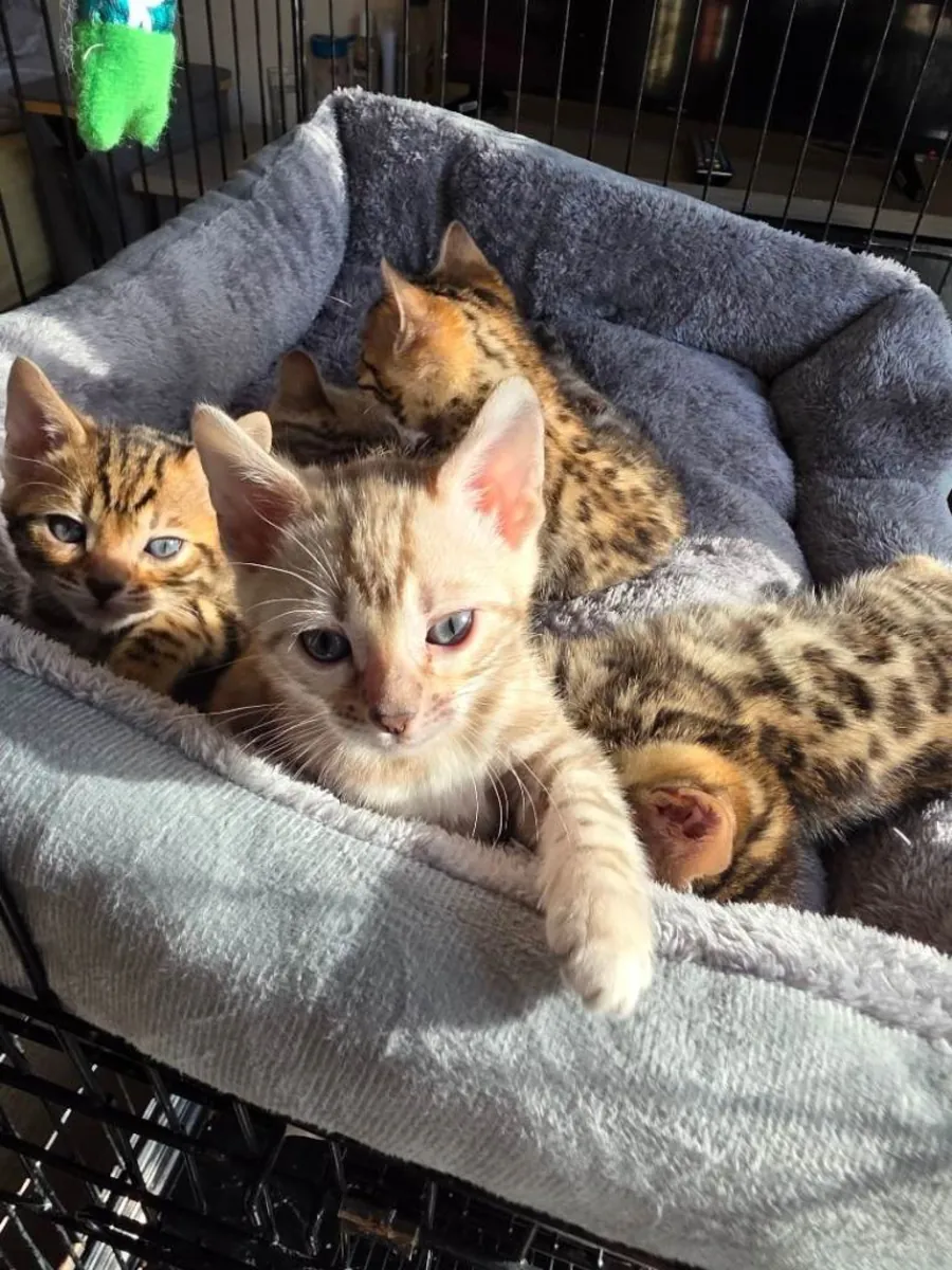 Bengal Kittens