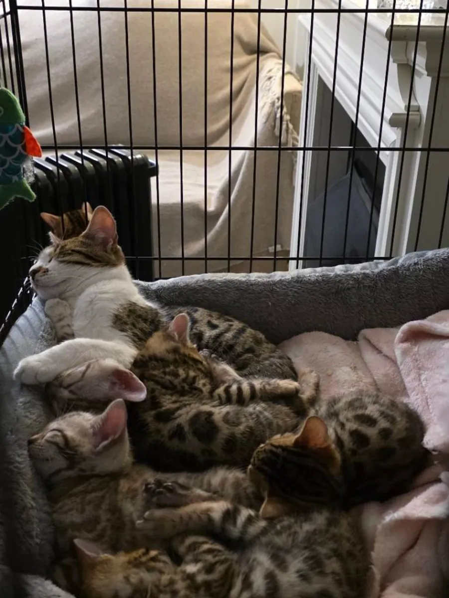Bengal Kittens