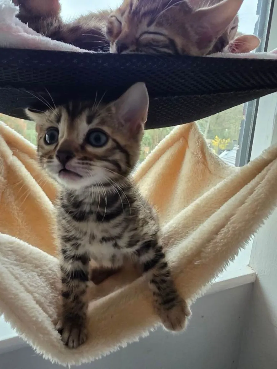 Bengal Kittens