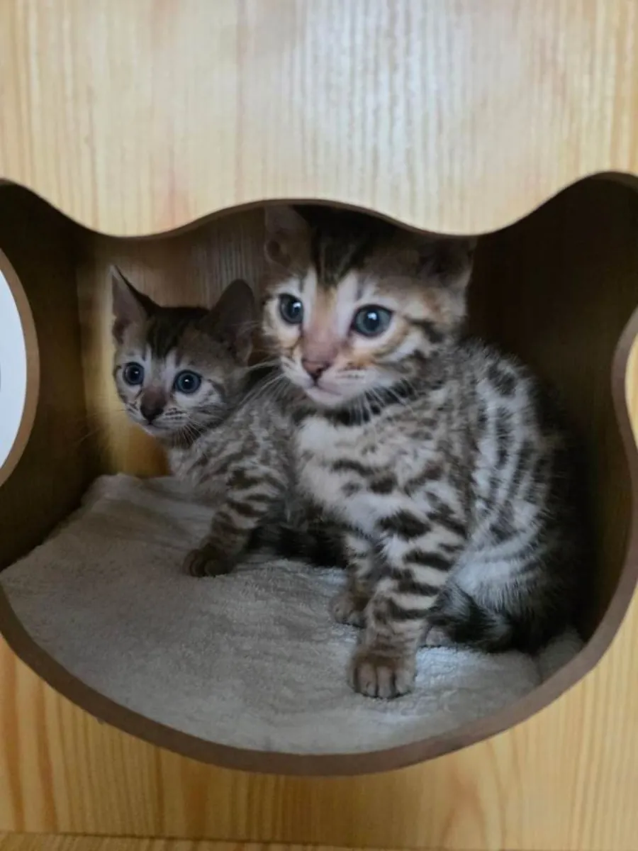 Bengal Kittens