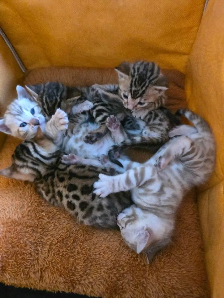 Bengal Kittens