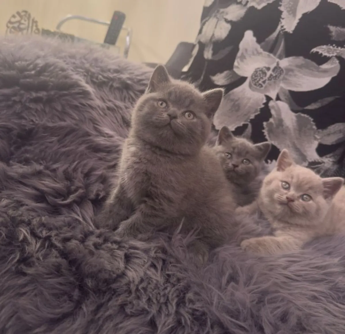 Adorable British Shorthair Kittens