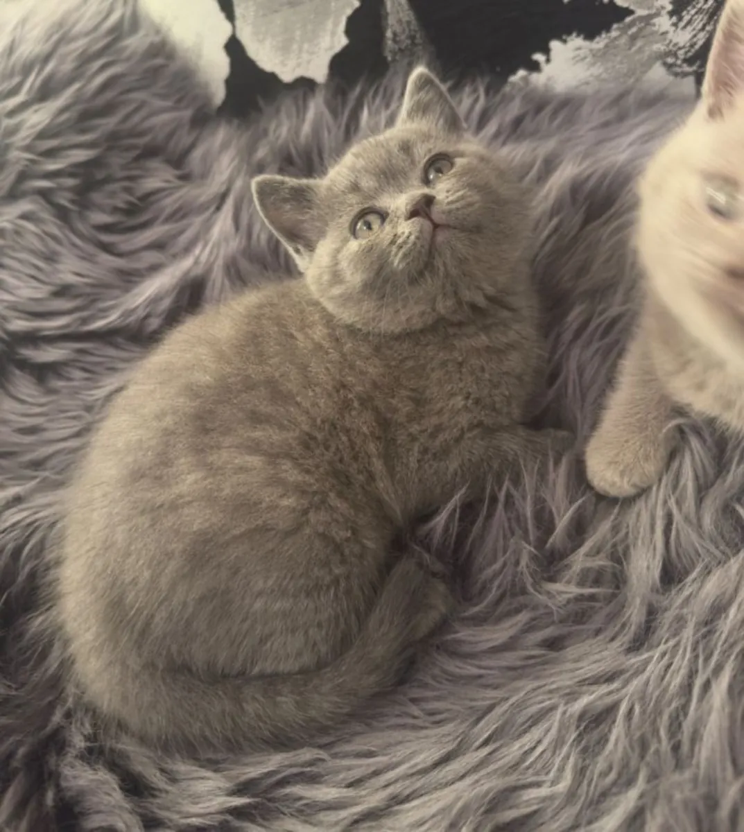Adorable British Shorthair Kittens