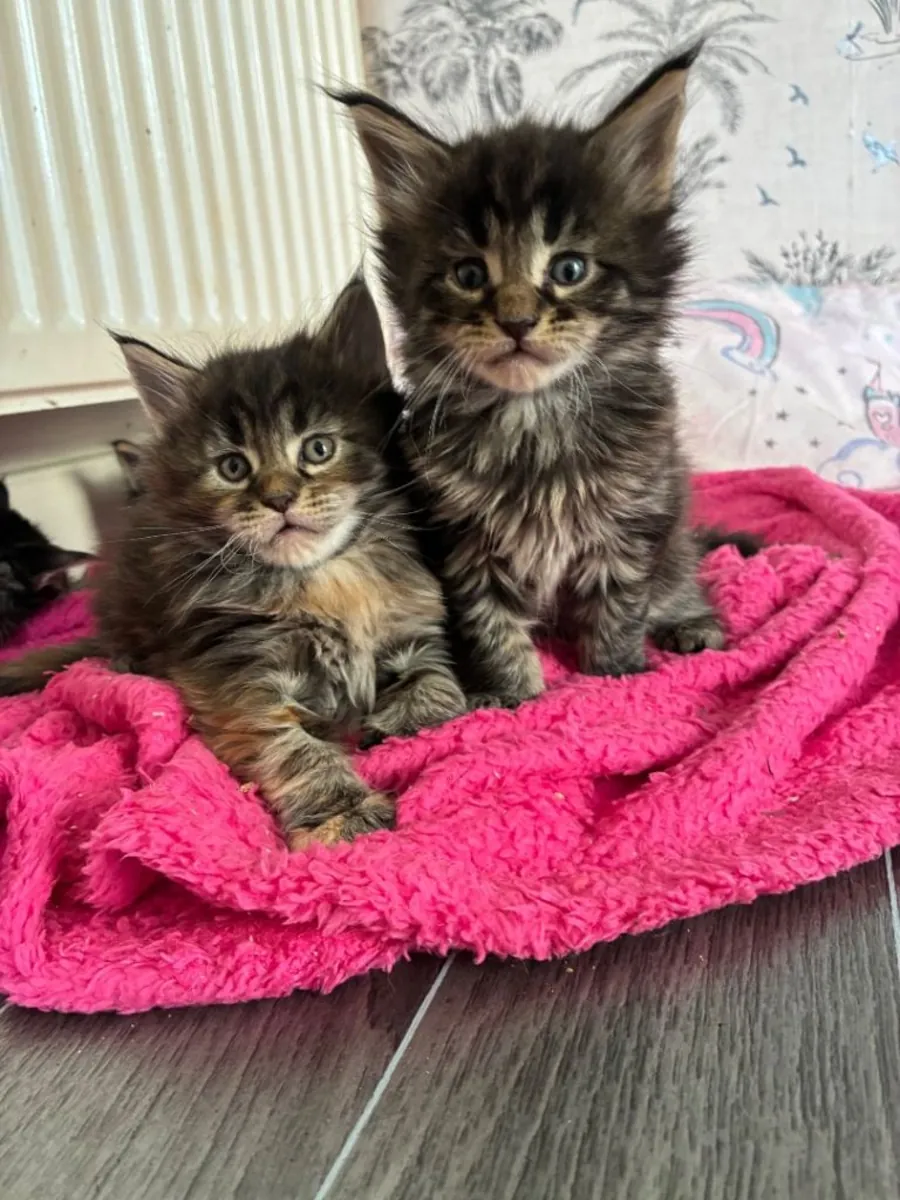 Maine coon kittens
