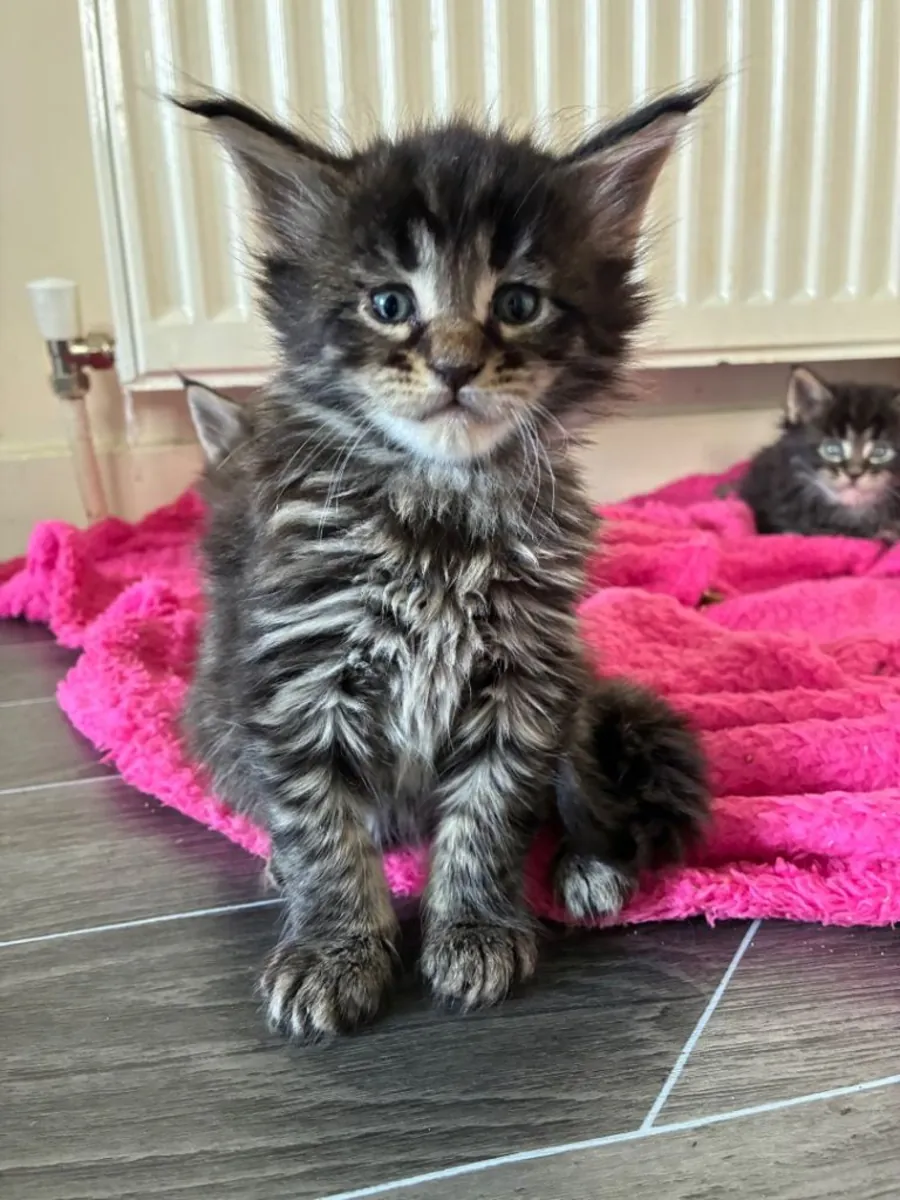 Maine coon kittens