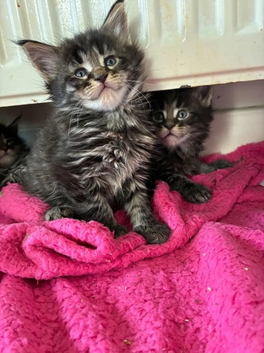 Maine coon kittens