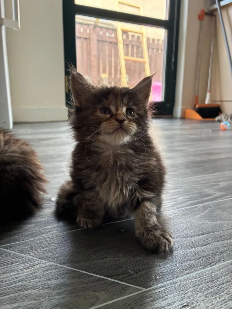 Maine coon kittens