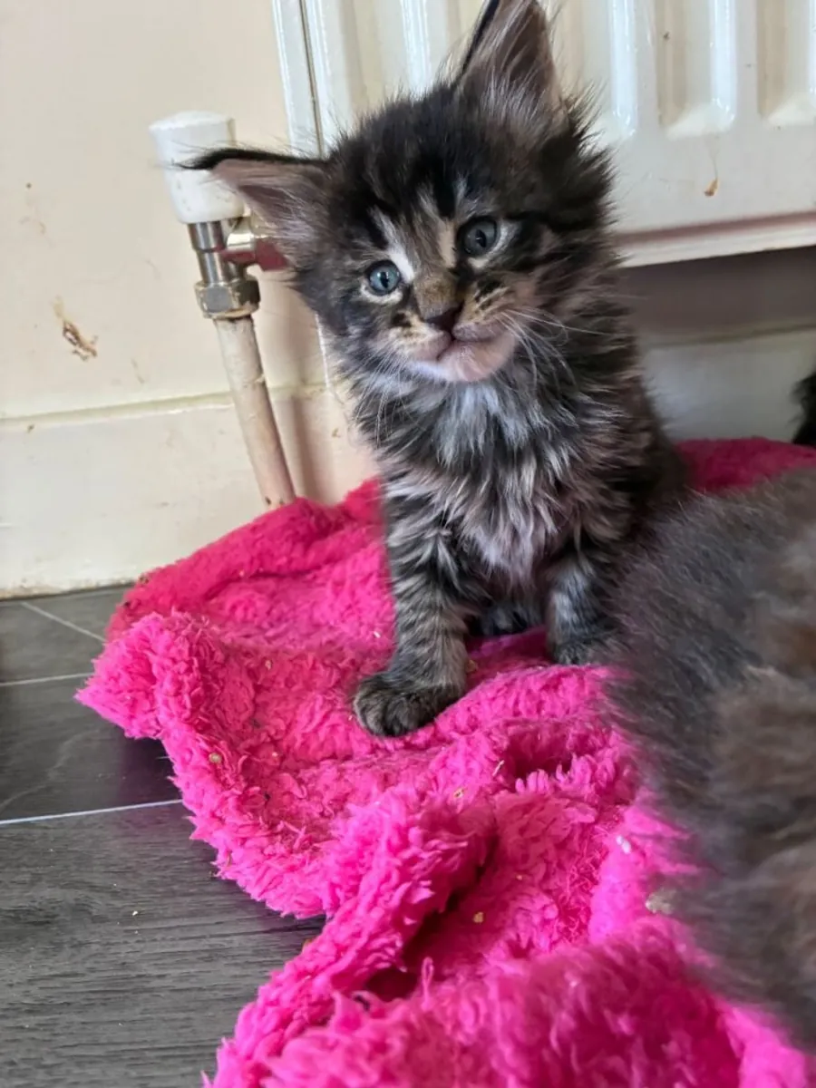 Maine coon kittens
