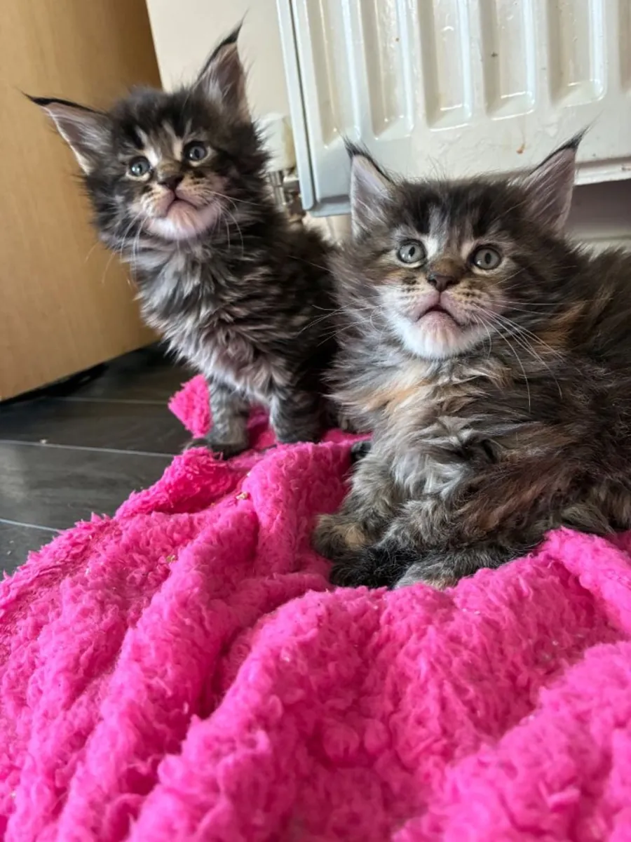 Maine coon kittens