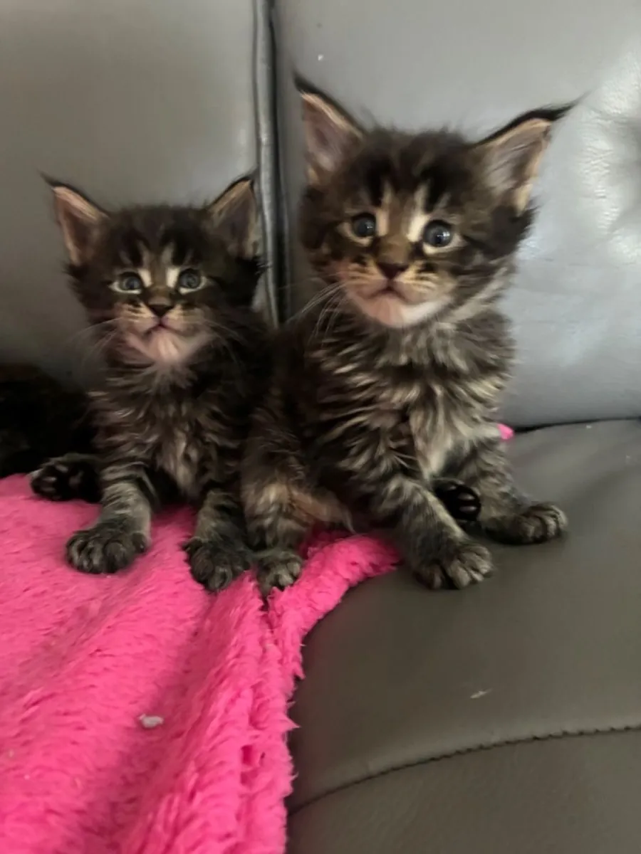 Maine coon kittens