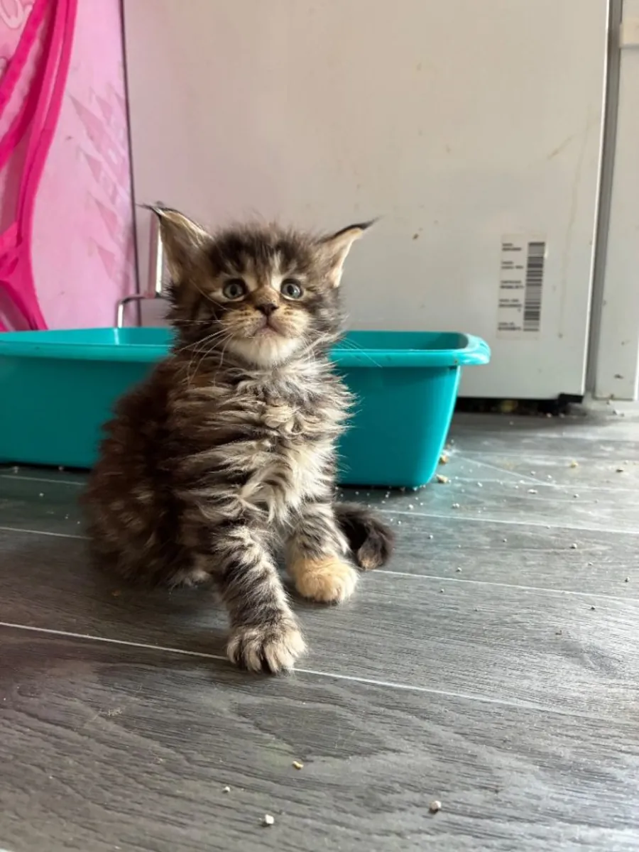 Maine coon kittens