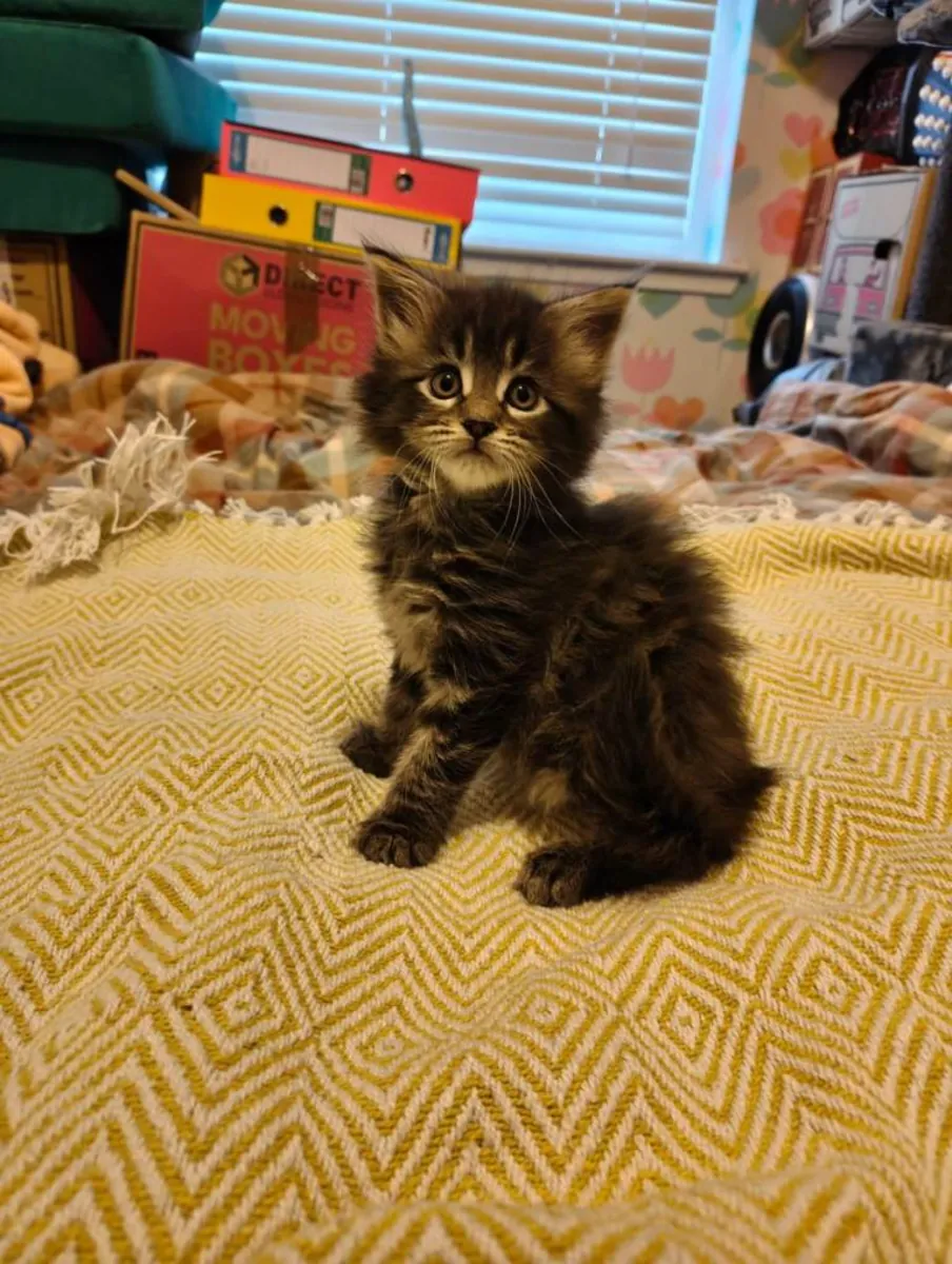 chatons Maine Coon