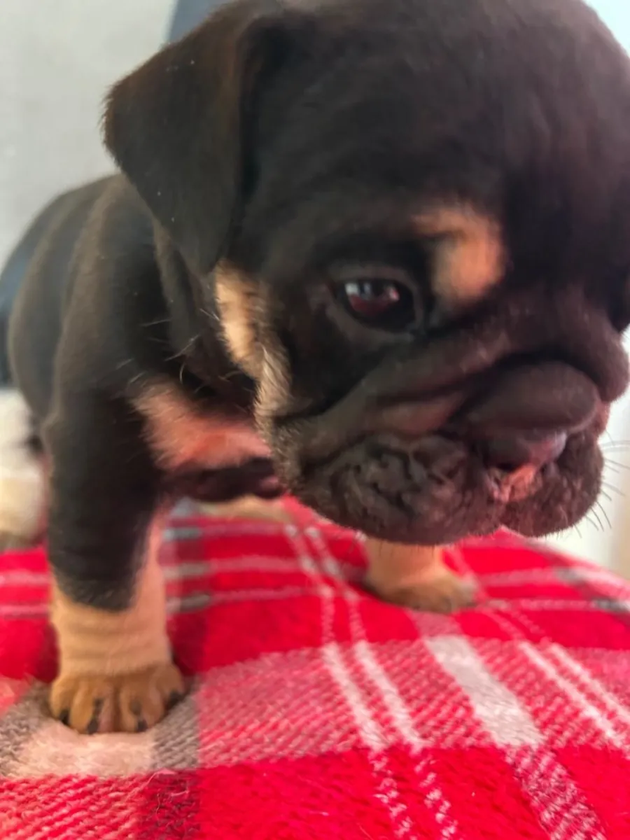 English bulldog puppy’s