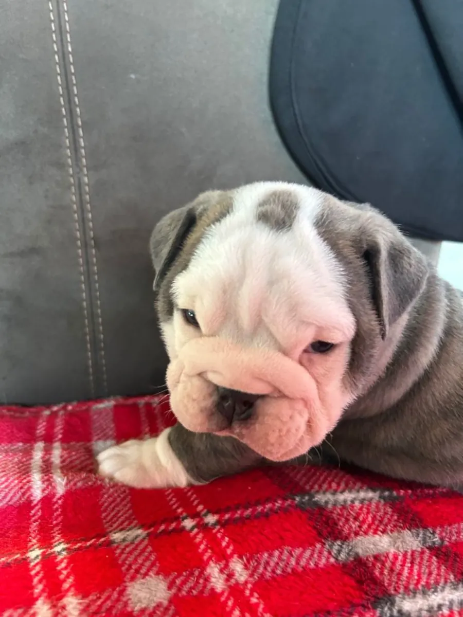 English bulldog puppy’s