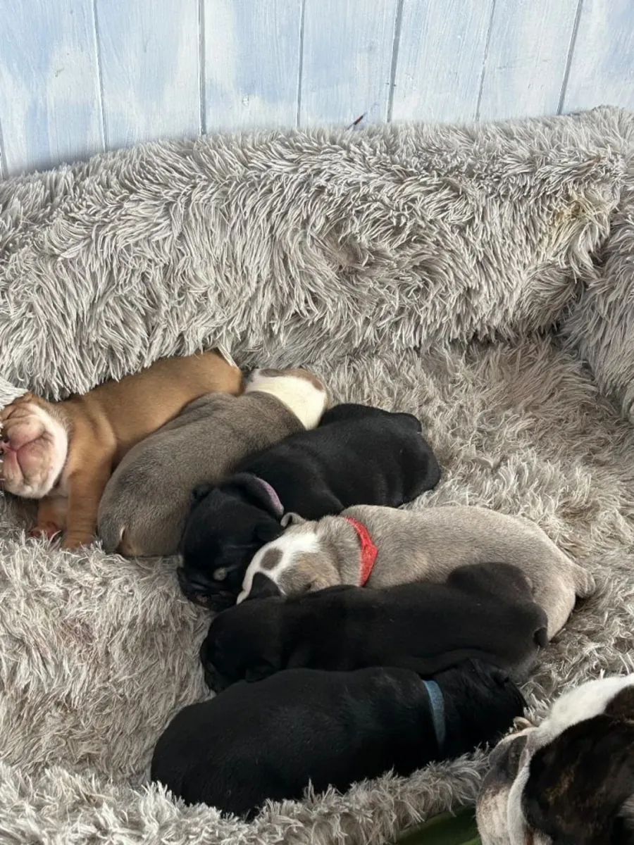 English bulldog puppy’s