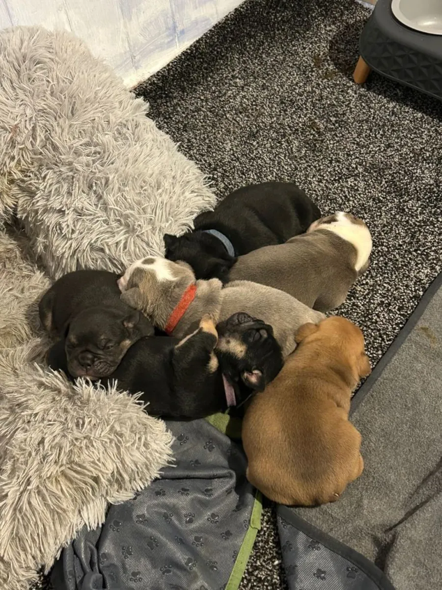 English bulldog puppy’s