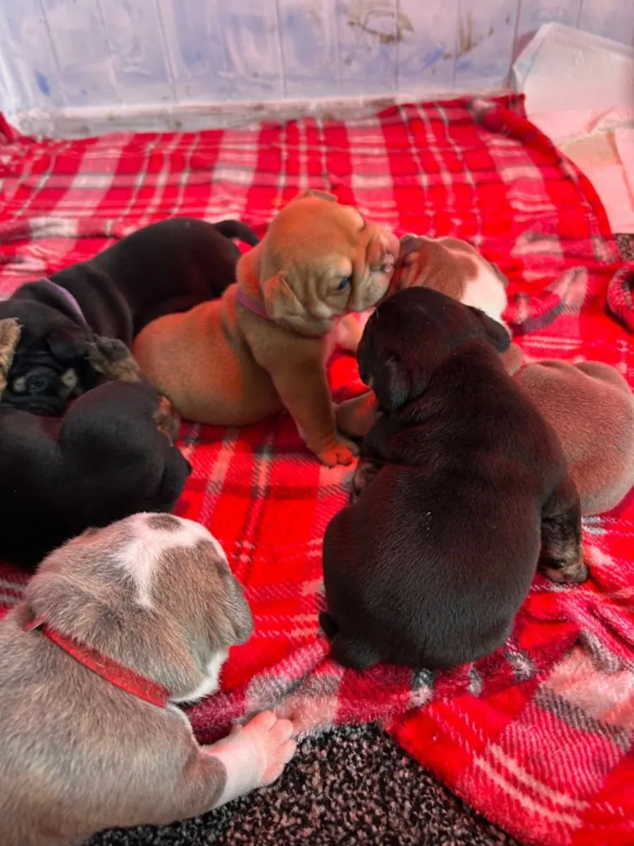 English bulldog puppy’s