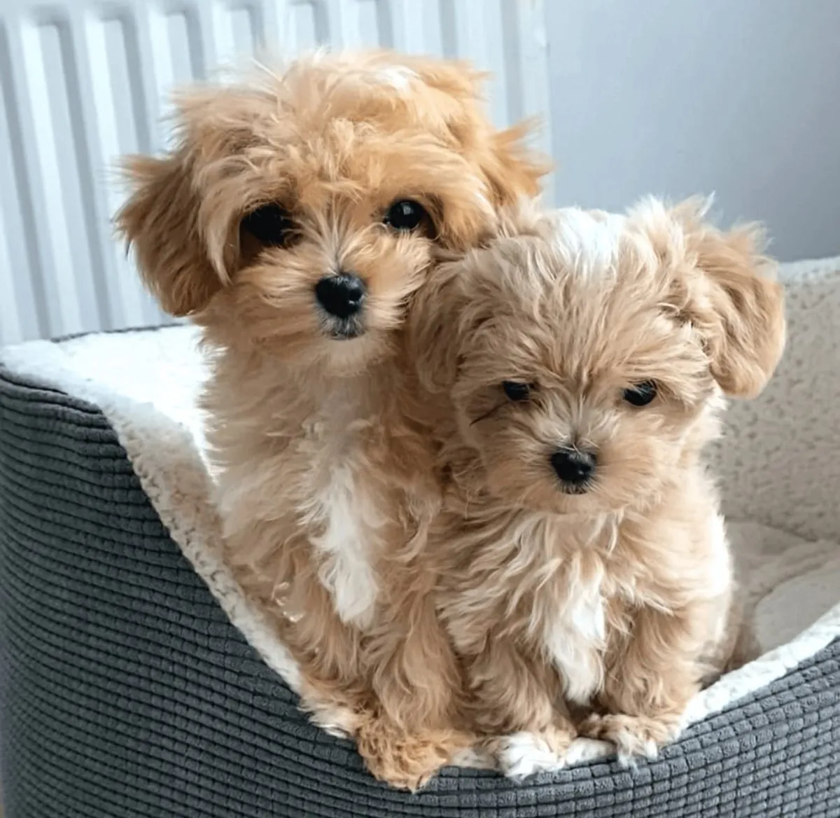 Very Cute Apricot Toy Poodle Puppy