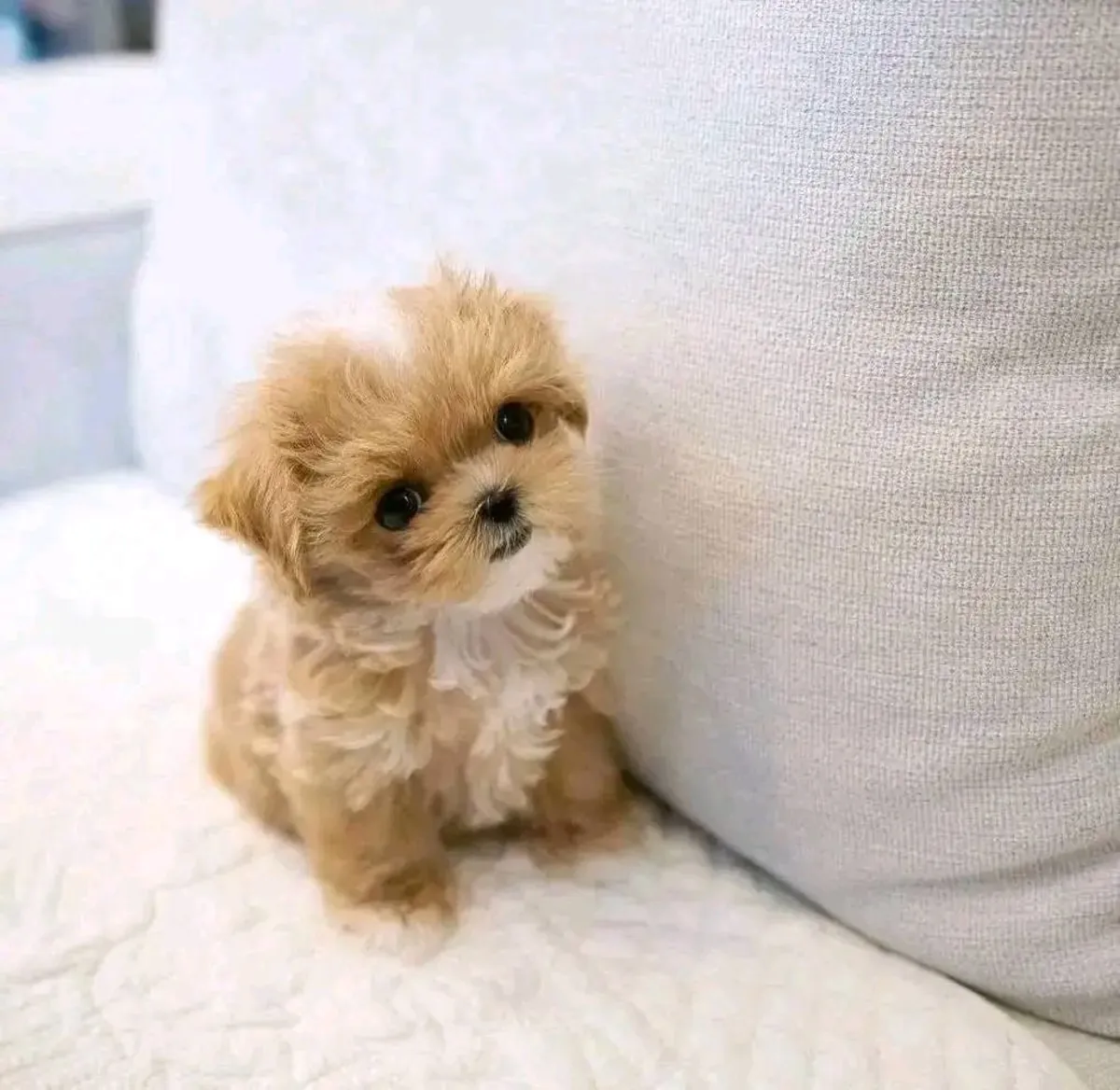 Very Cute Apricot Toy Poodle Puppy