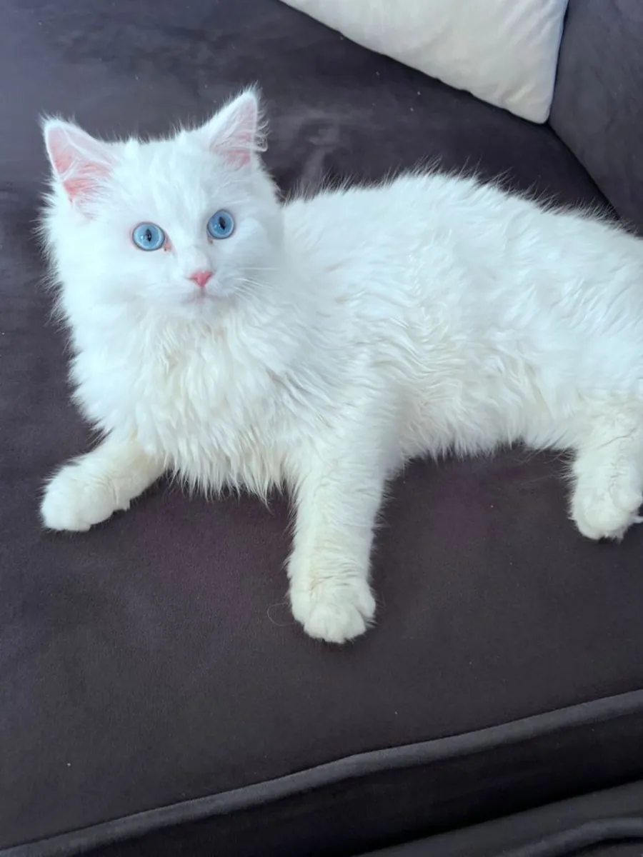 Persian white kitten