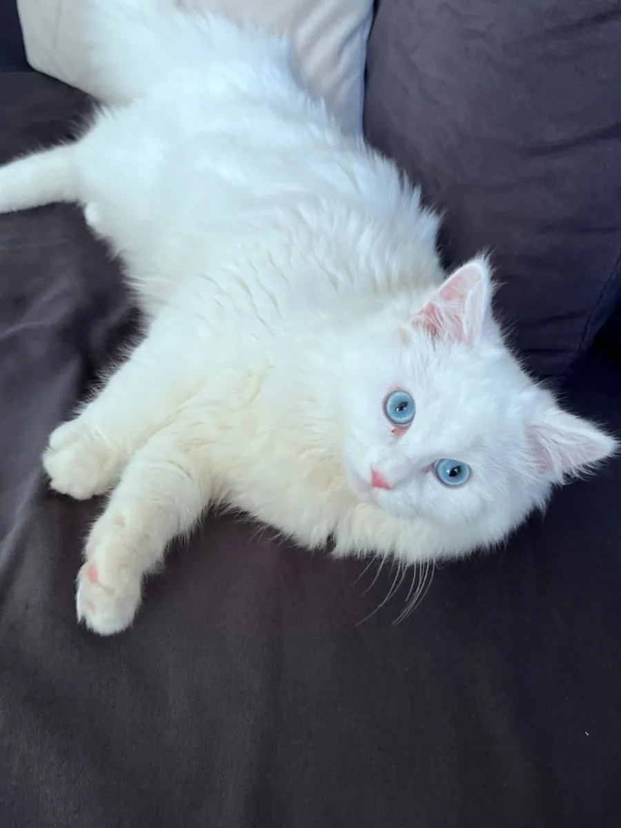 Persian white kitten