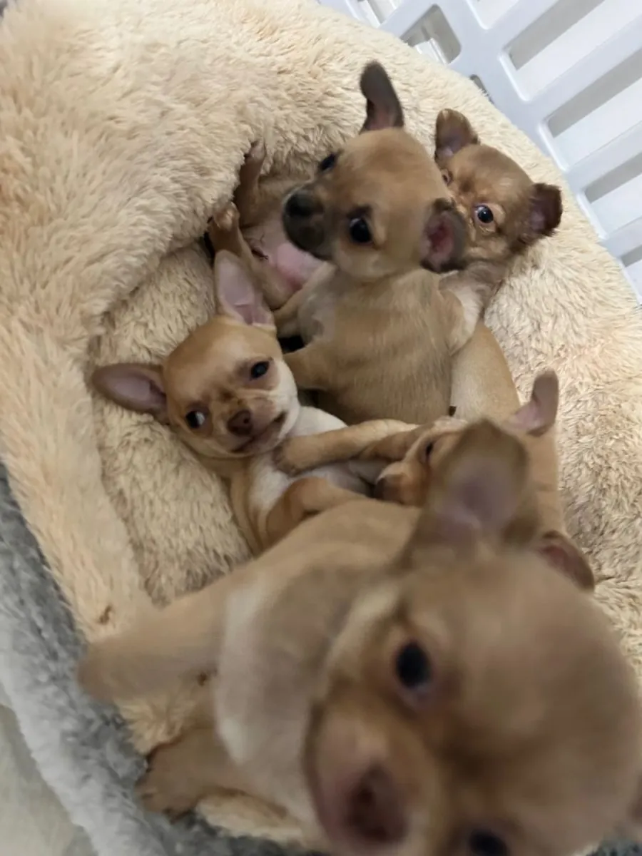 chihuahua pups
