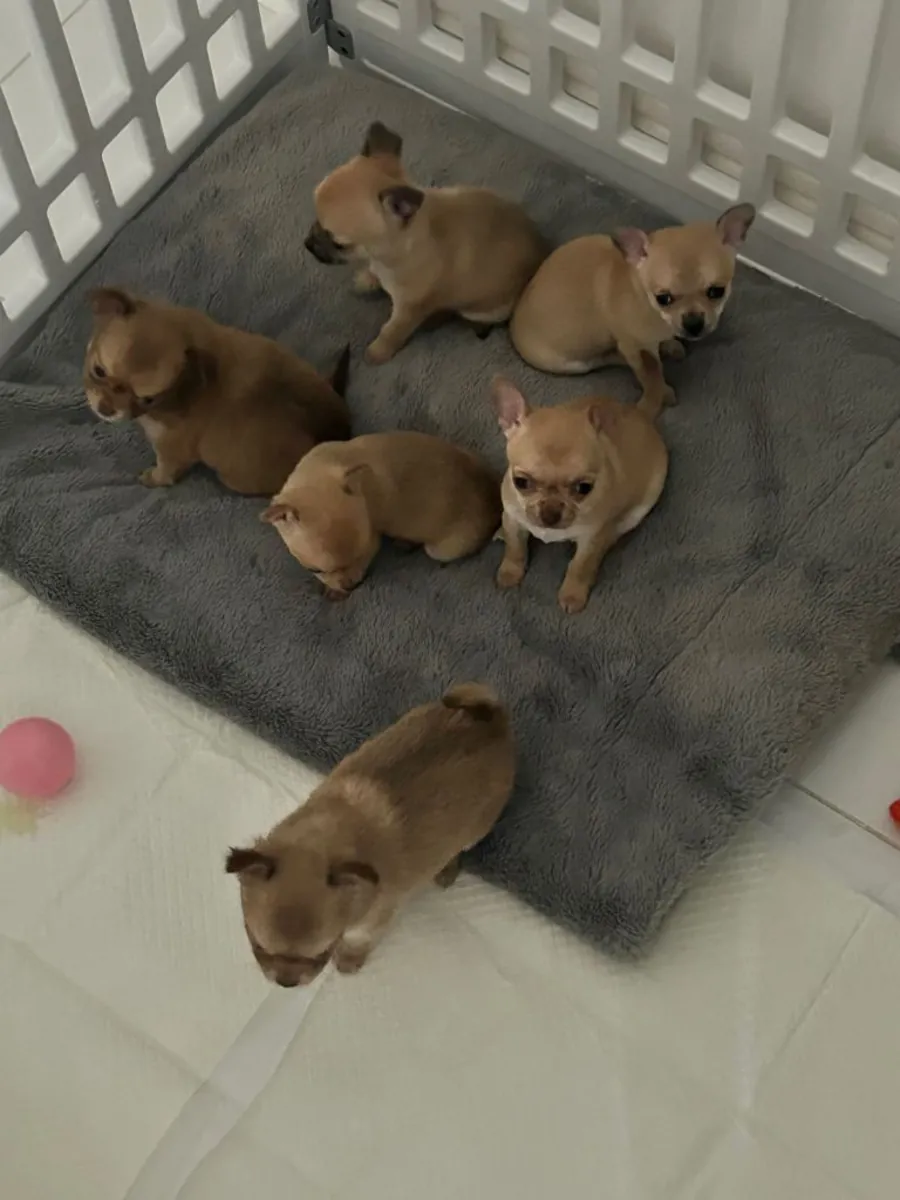 chihuahua pups