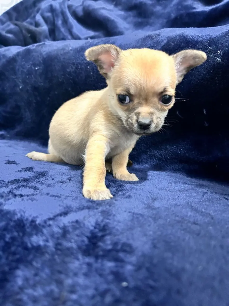 chihuahua pups