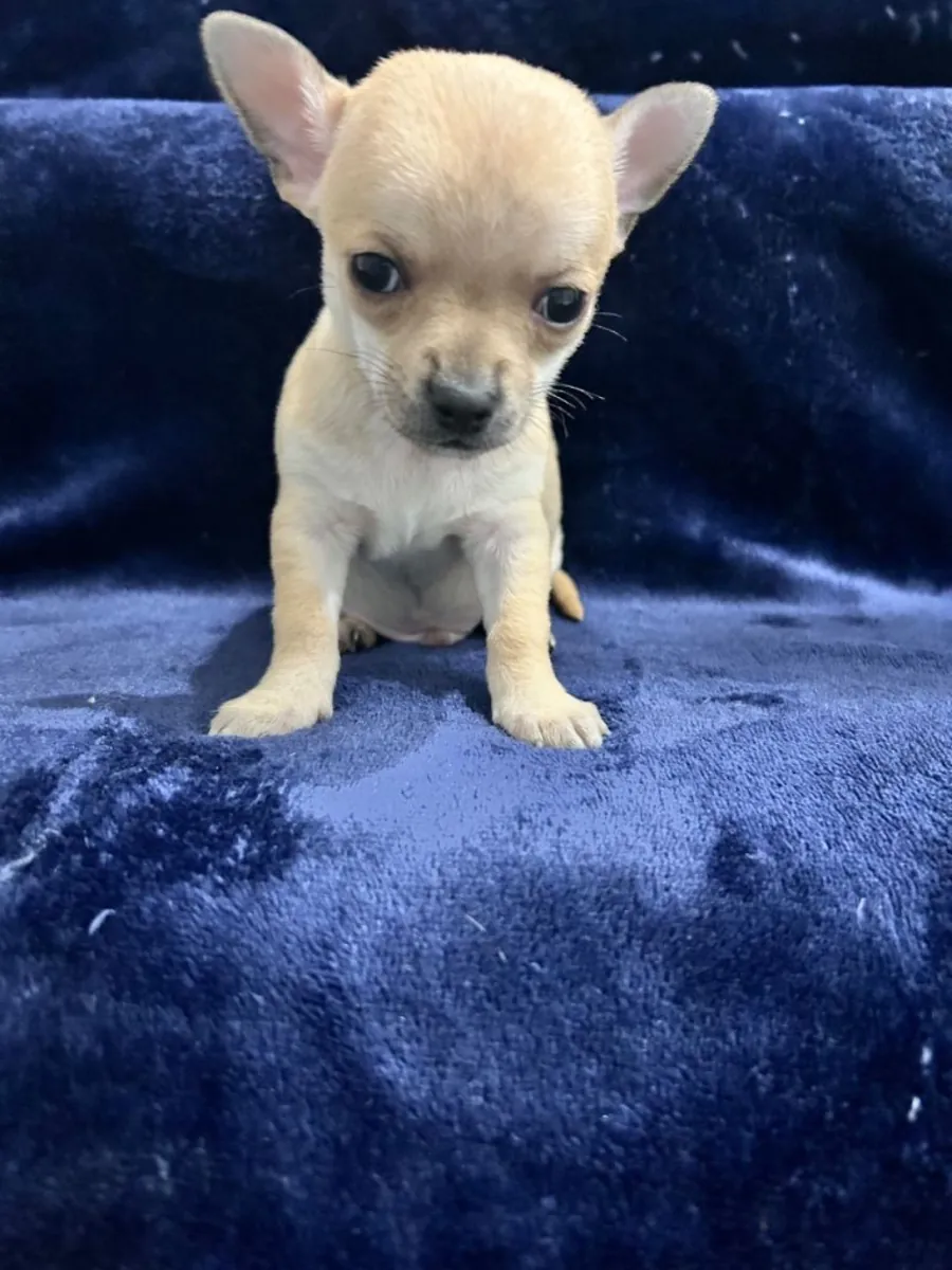 chihuahua pups