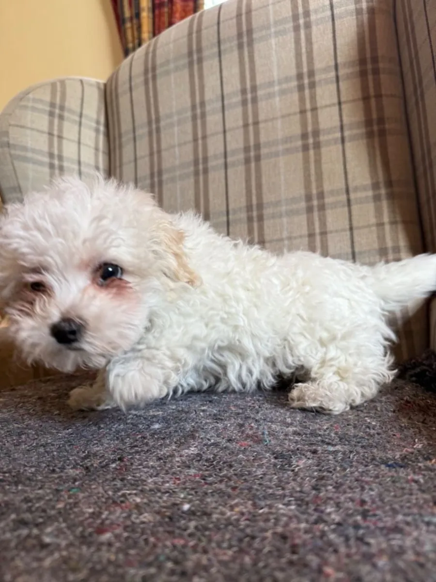 pure breed Maltese pup Female