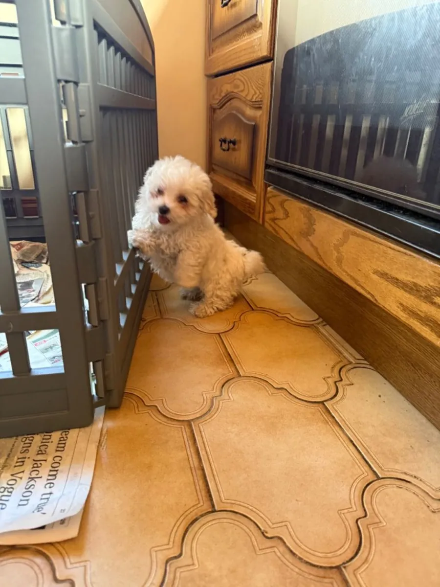 pure breed Maltese pup Female