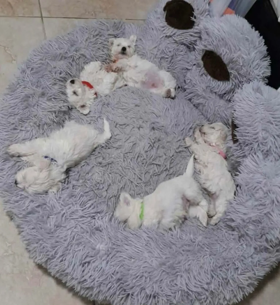 pure breed Maltese pup Female