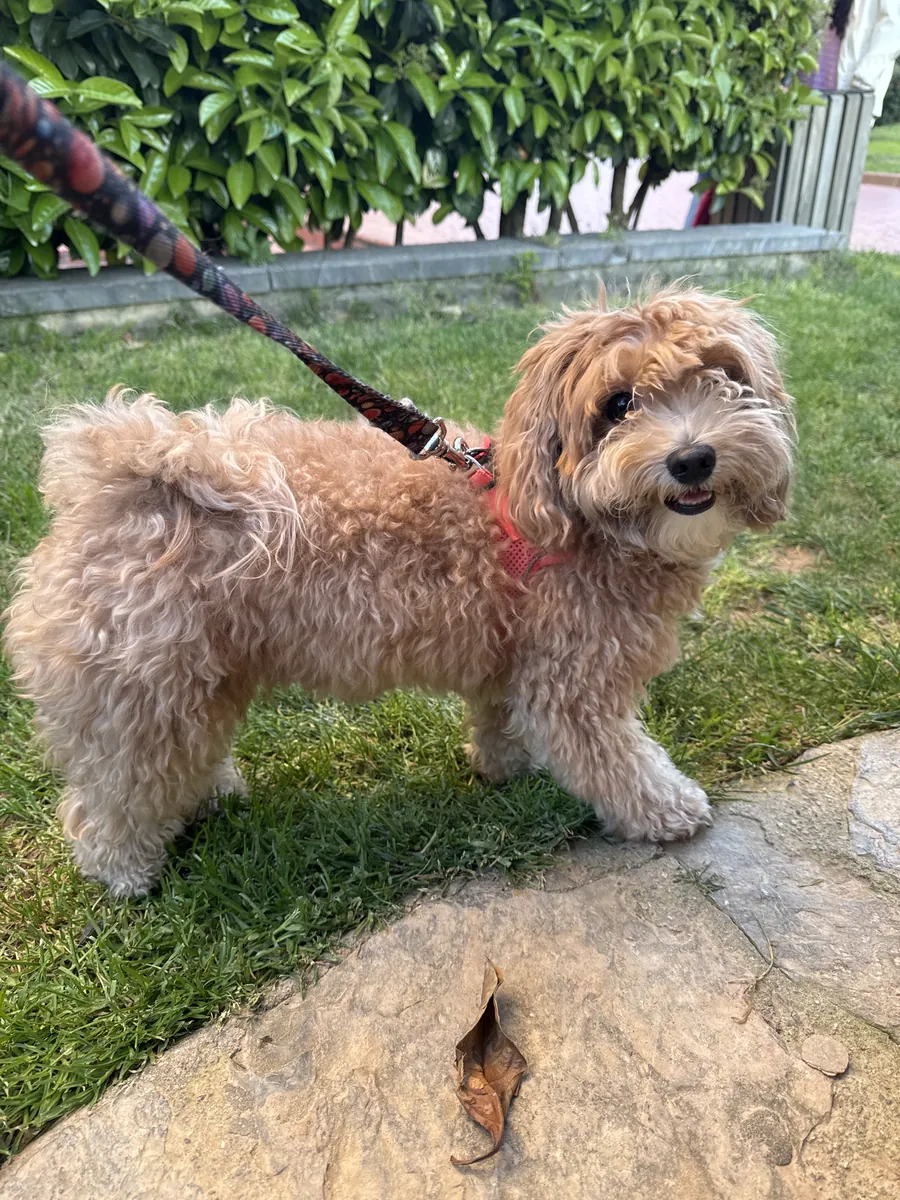 Я ищу пару для своей дочери породы мальтипу.