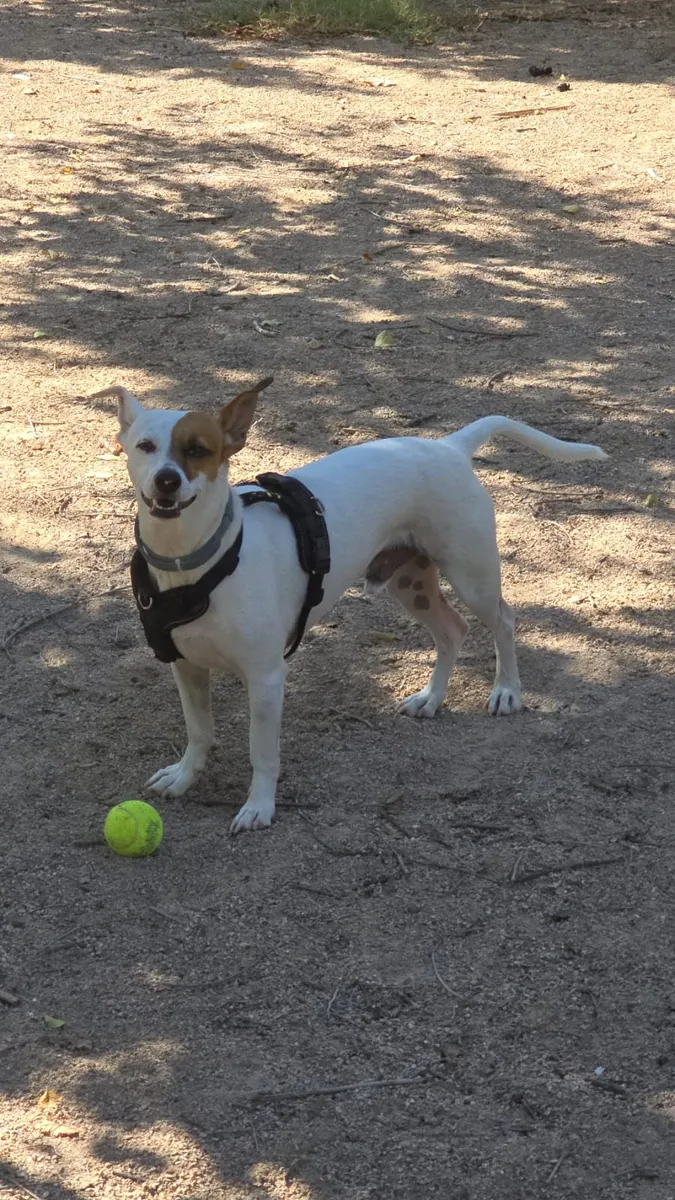 Маленькая 5-летняя собака