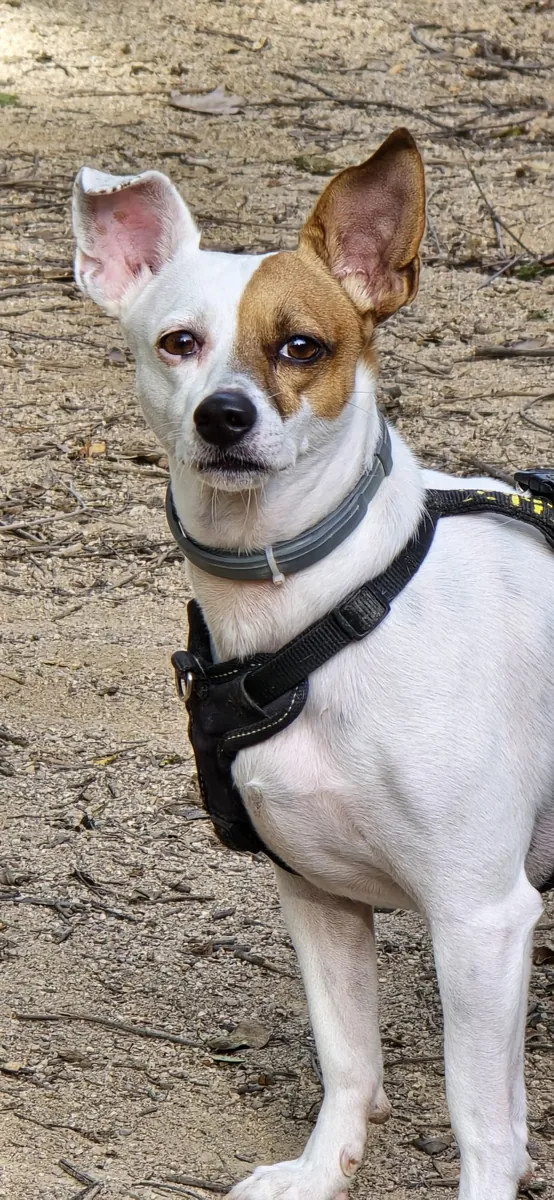 Маленькая 5-летняя собака