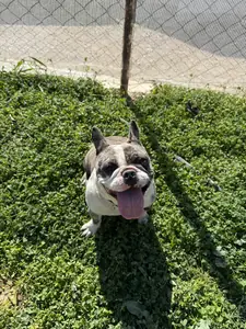 Leia