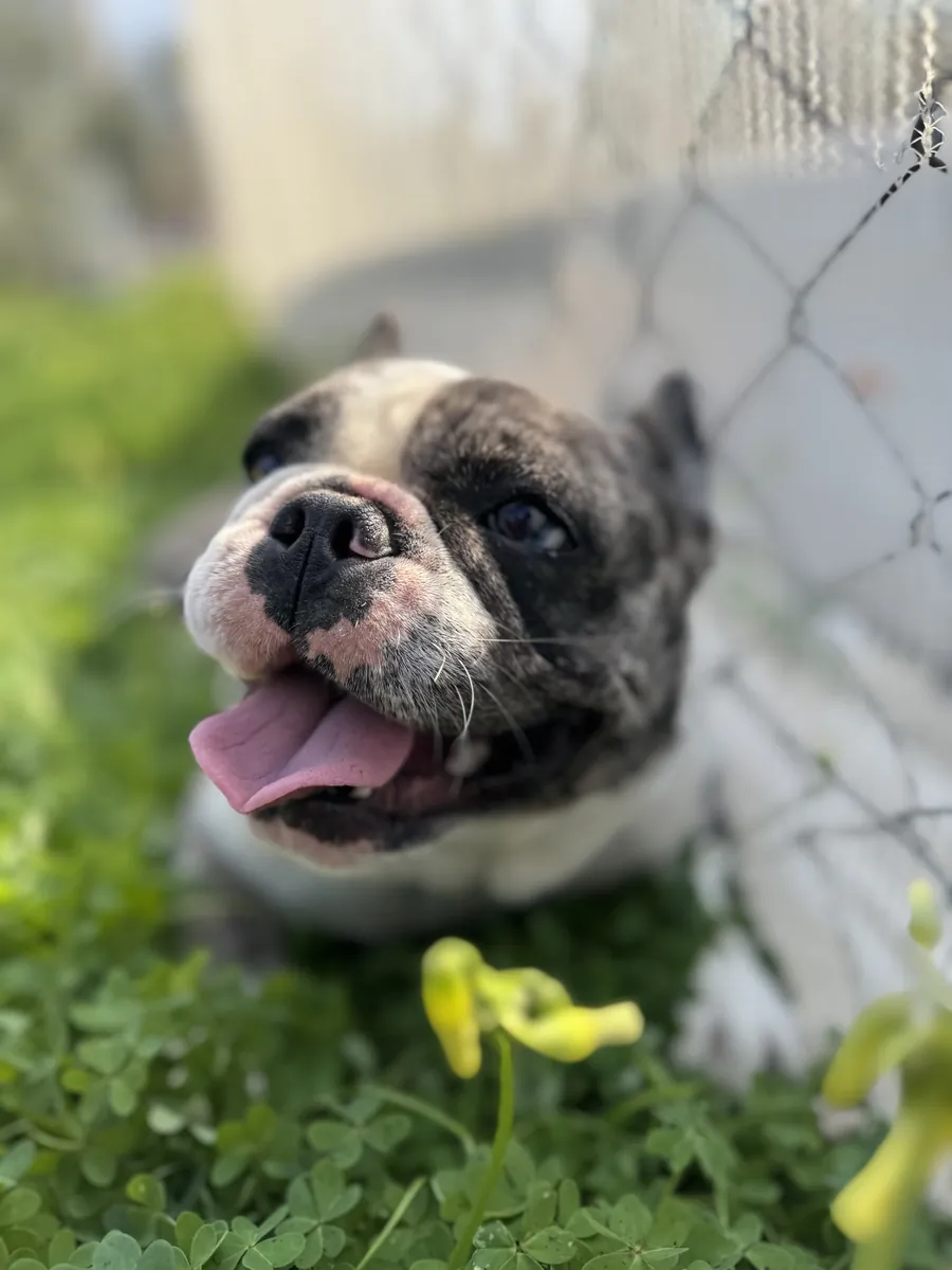 Милый французский бульдог